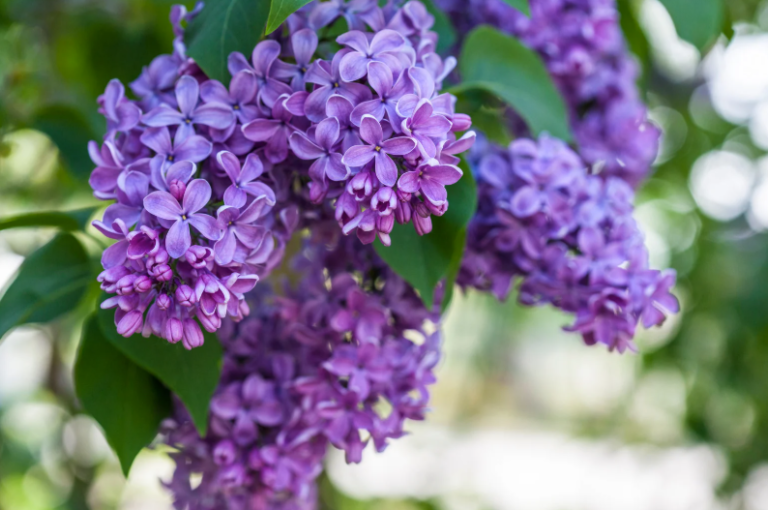 Lilas des Indes qui ne fleurit pas : que faire ? - Maison Spécialiste