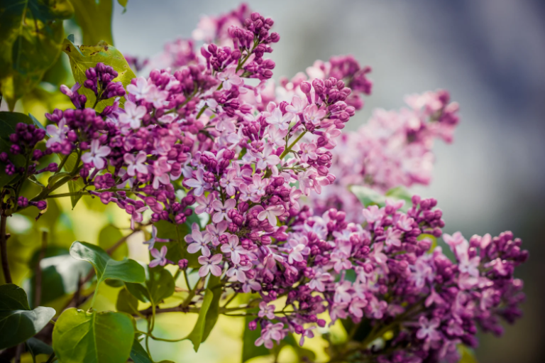 Lilas des Indes qui ne fleurit pas : que faire ? - Maison Spécialiste