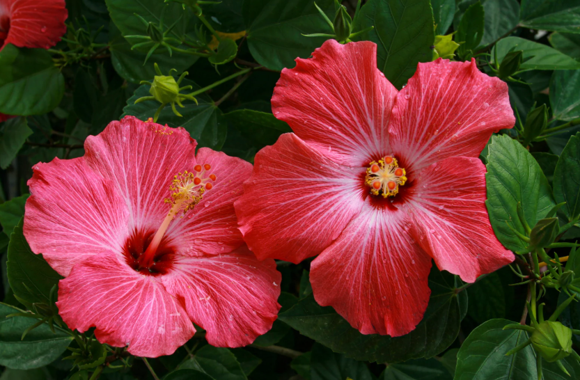 Hibiscus malade