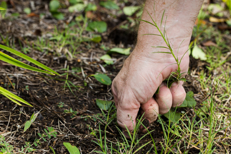 Le sulfate de cuivre désherbant