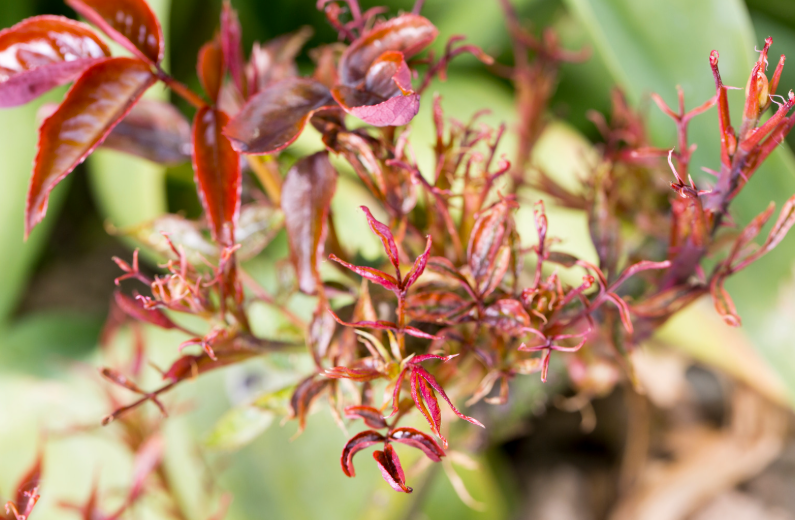 Maladie des rosiers les remèdes de grand-mère