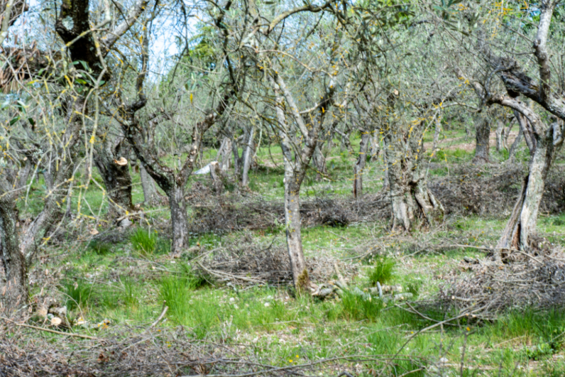 Quand tailler les oliviers