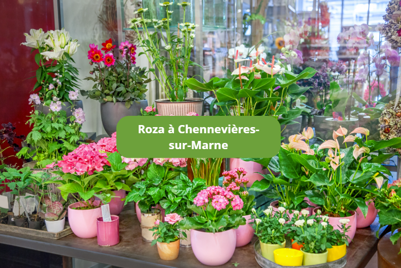 Roza à Chennevières-sur-Marne